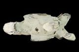Fossil Mud Lobster (Thalassina) - Australia #141046-2